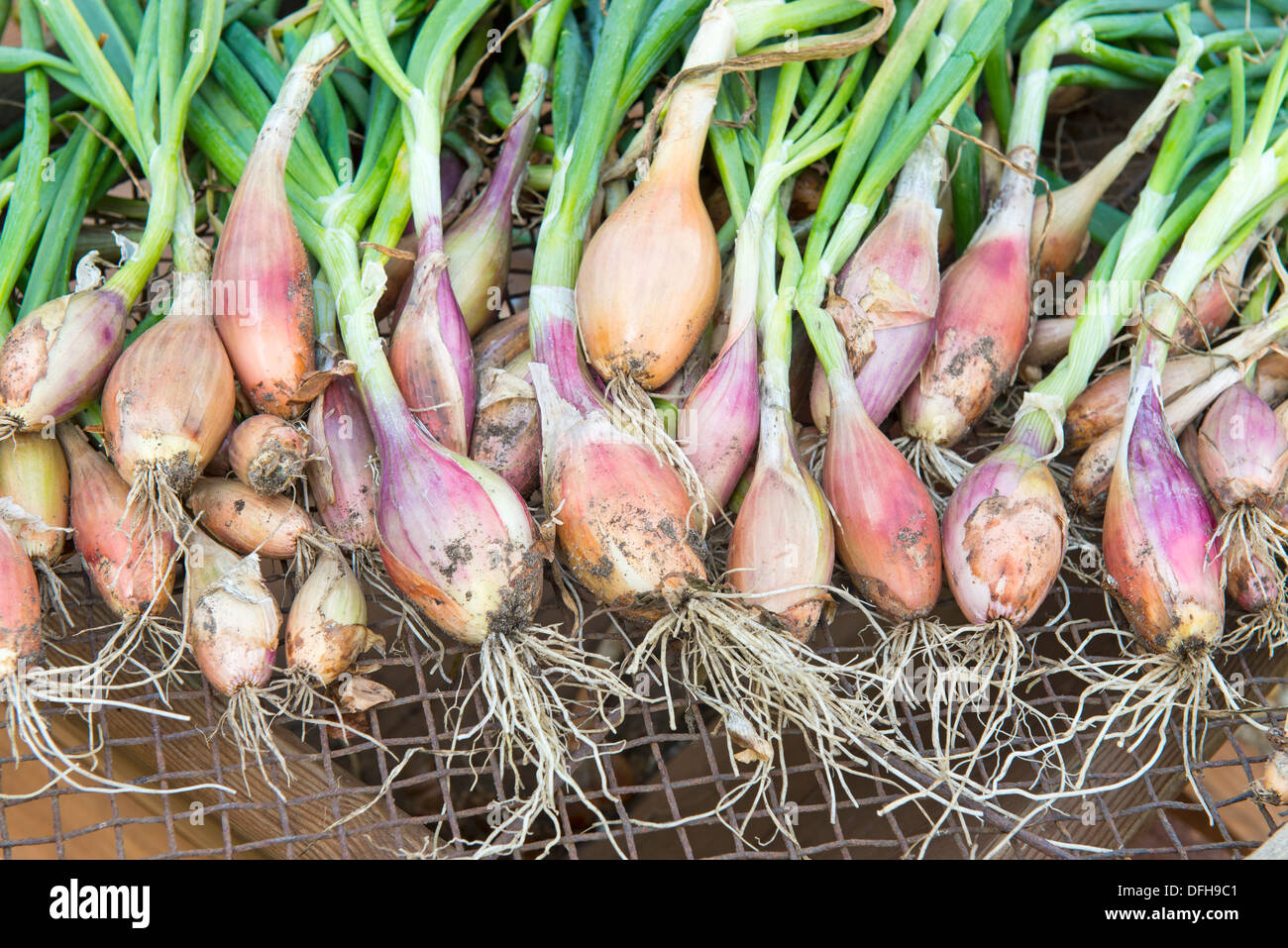 Shallots banana variety hires stock photography and images Alamy