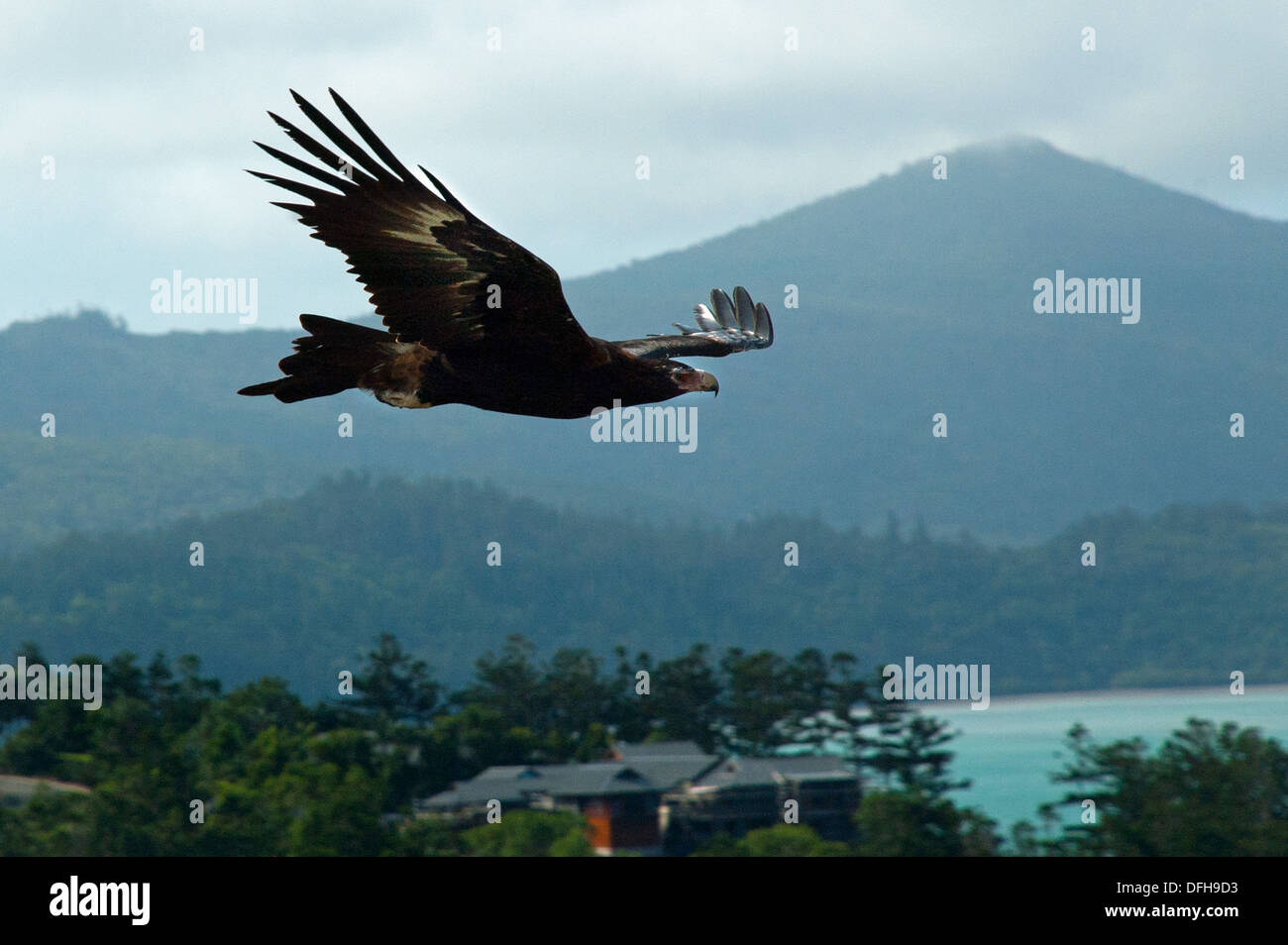 Wedge-tailed Eagle, Whitsundays, Queensland, Australia Stock Photo
