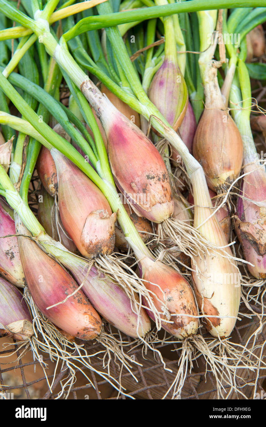 Shallots, Banana variety Stock Photo Alamy