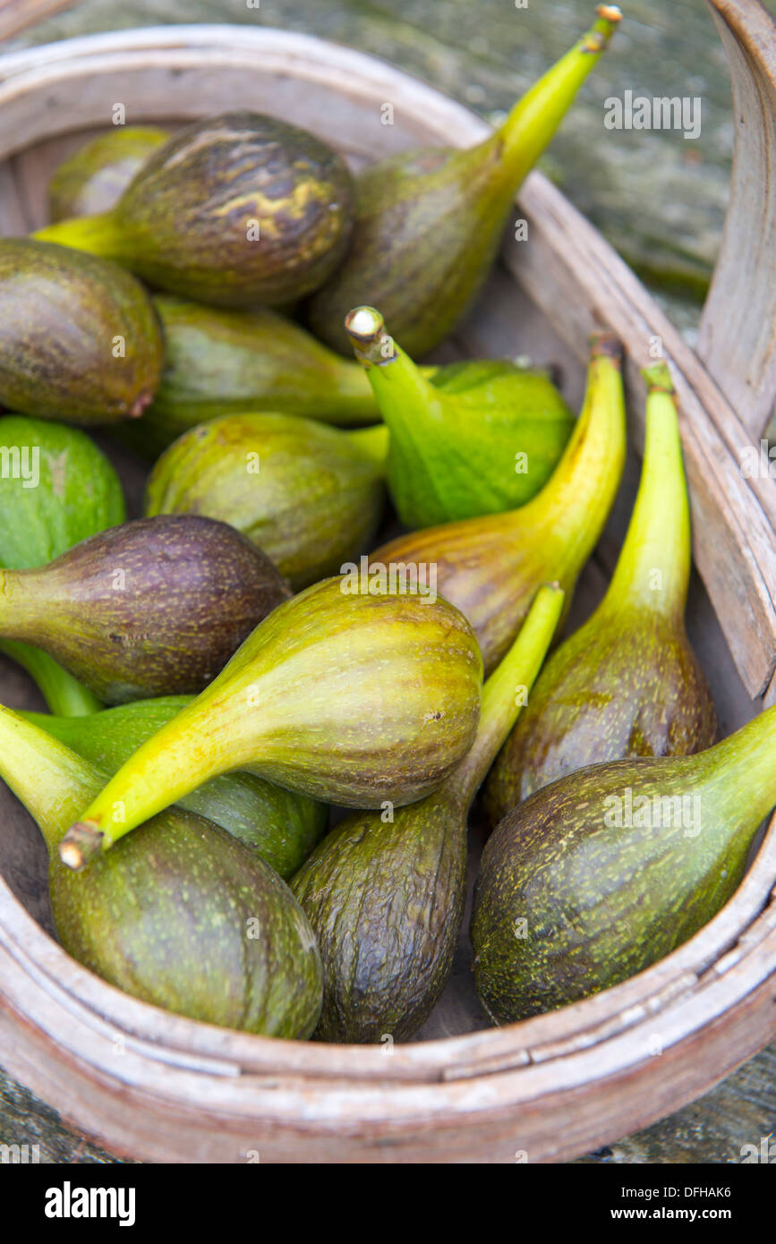 Home grown Figs in a wooden trug Stock Photo