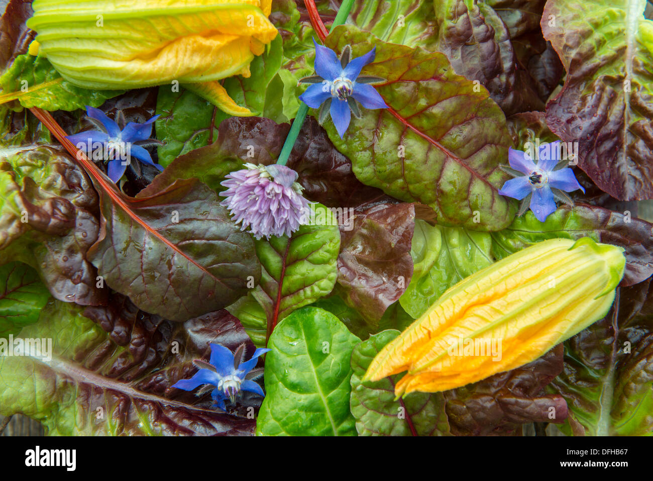 Summer colection of edible leaves. Stock Photo