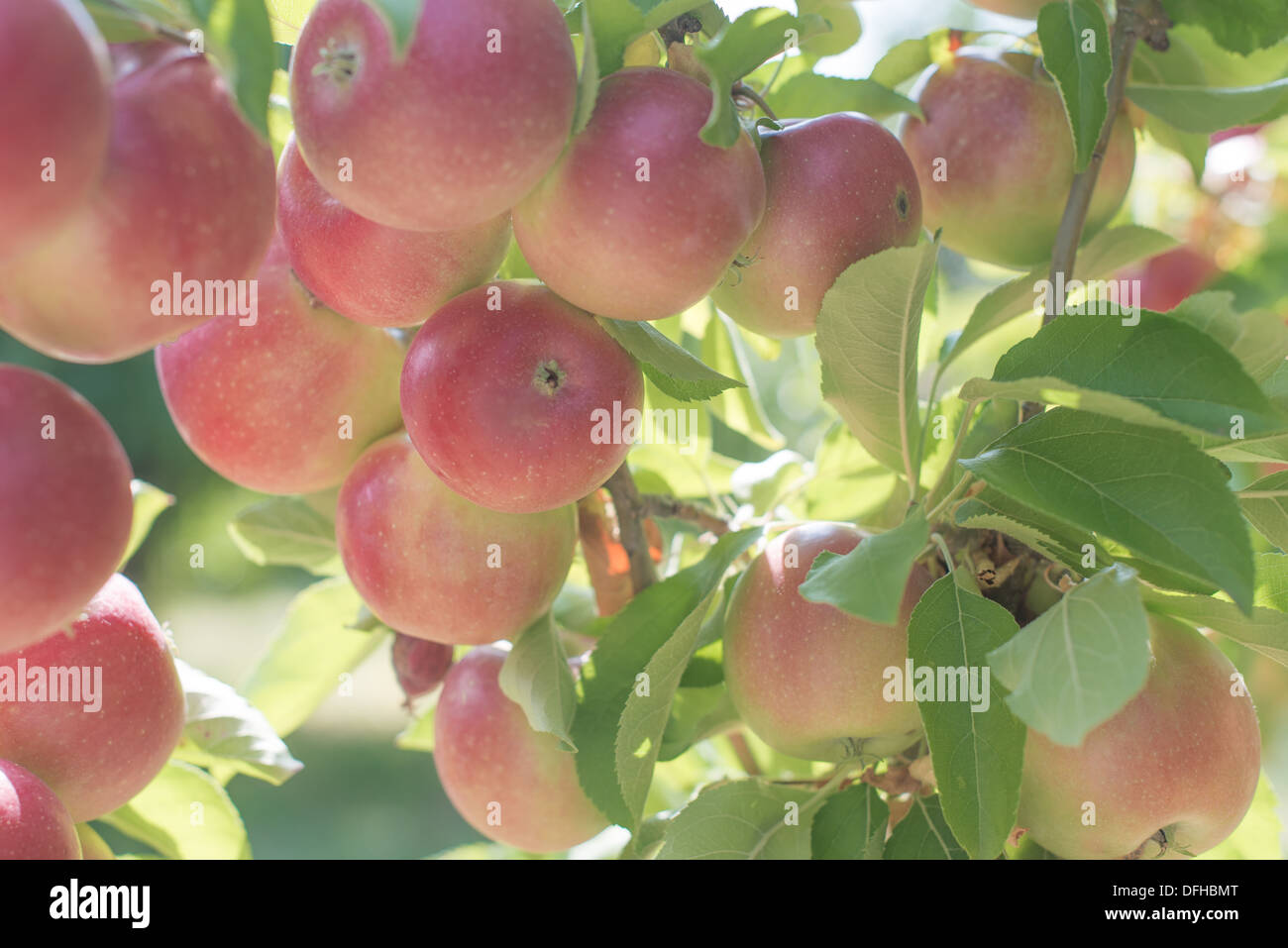 Ripe Apples on a tree Stock Photo