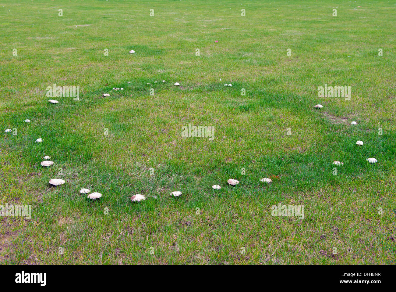 Fairy circle of unknown Fungi on a large Lawn. Stock Photo