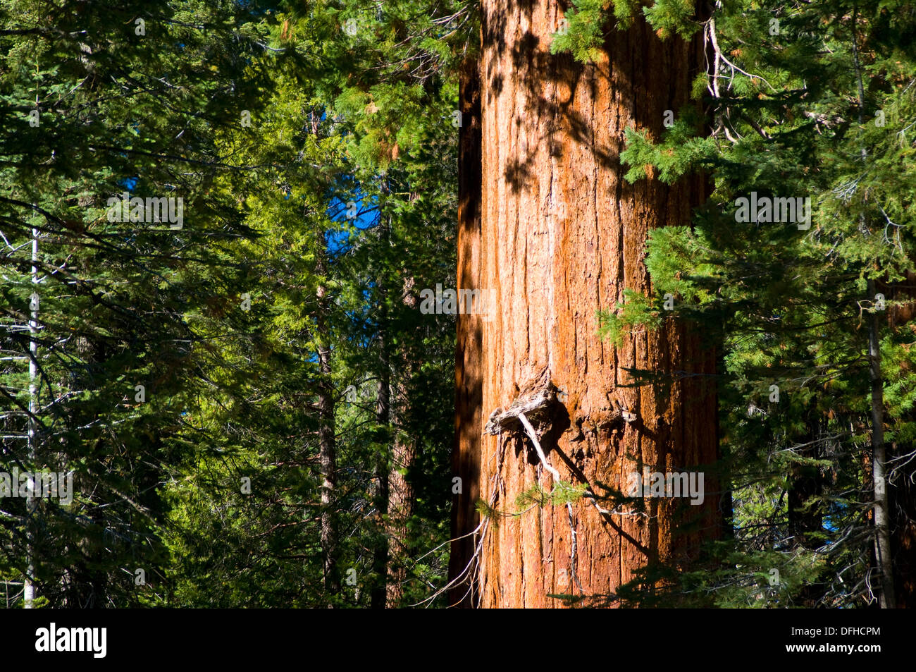 general grant tree height