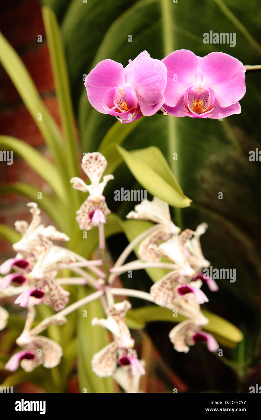 tropical orchid house plants for a glasshouse or greenhouse gardener