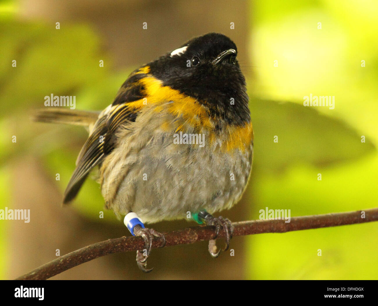 A male Hihi portrait Stock Photo Alamy