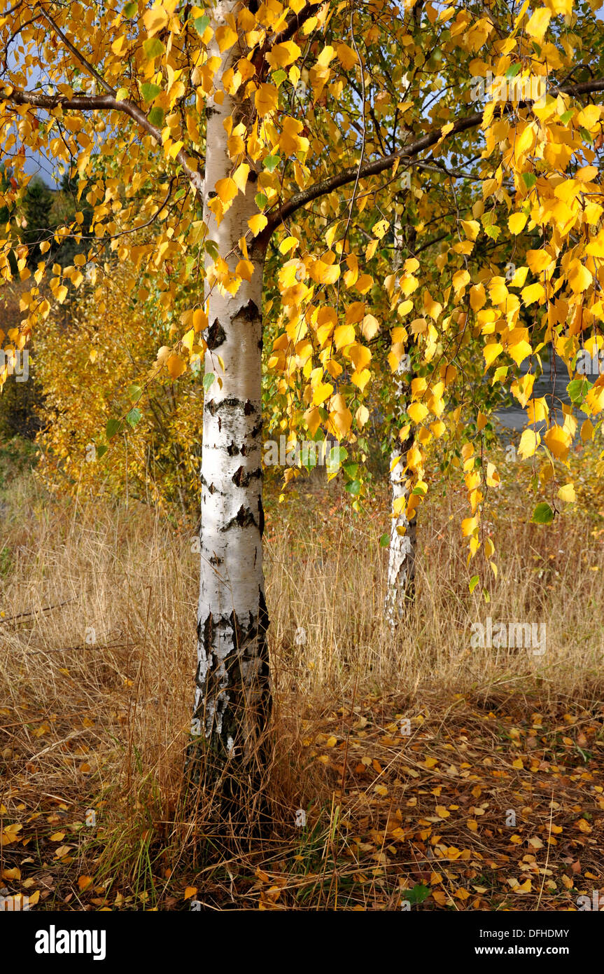 Birch Trees In Autumn Leaves Hi res Stock Photography And Images Alamy