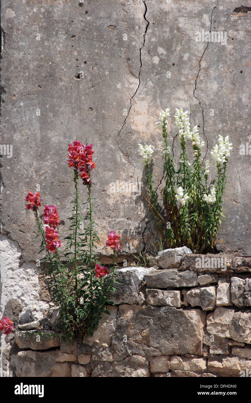 Flower on the wall Stock Photo Alamy