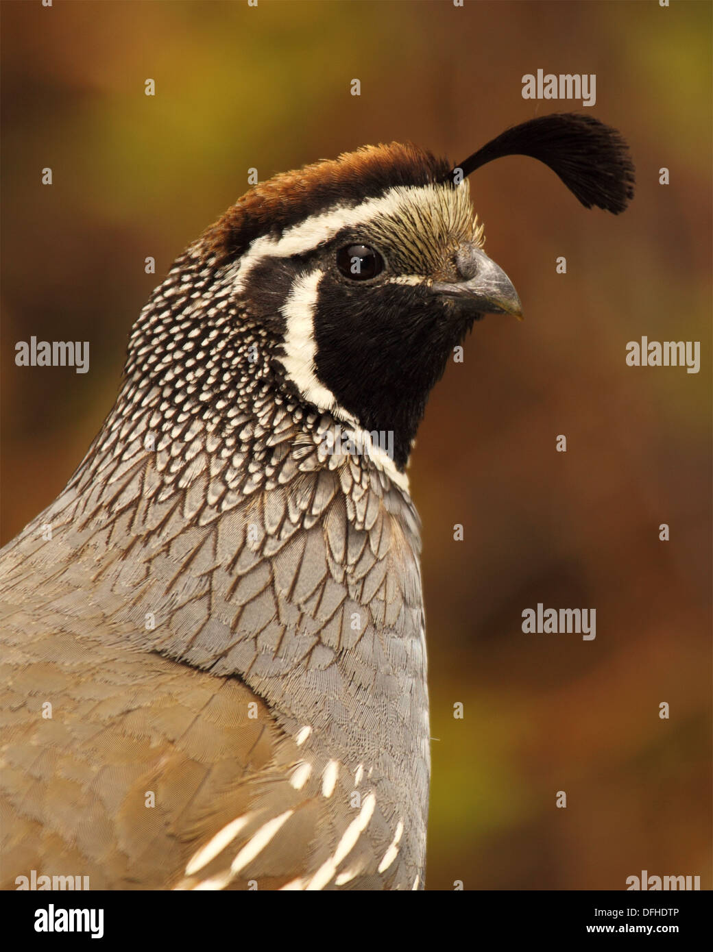 A portrait of a male California Quail during breeding season Stock