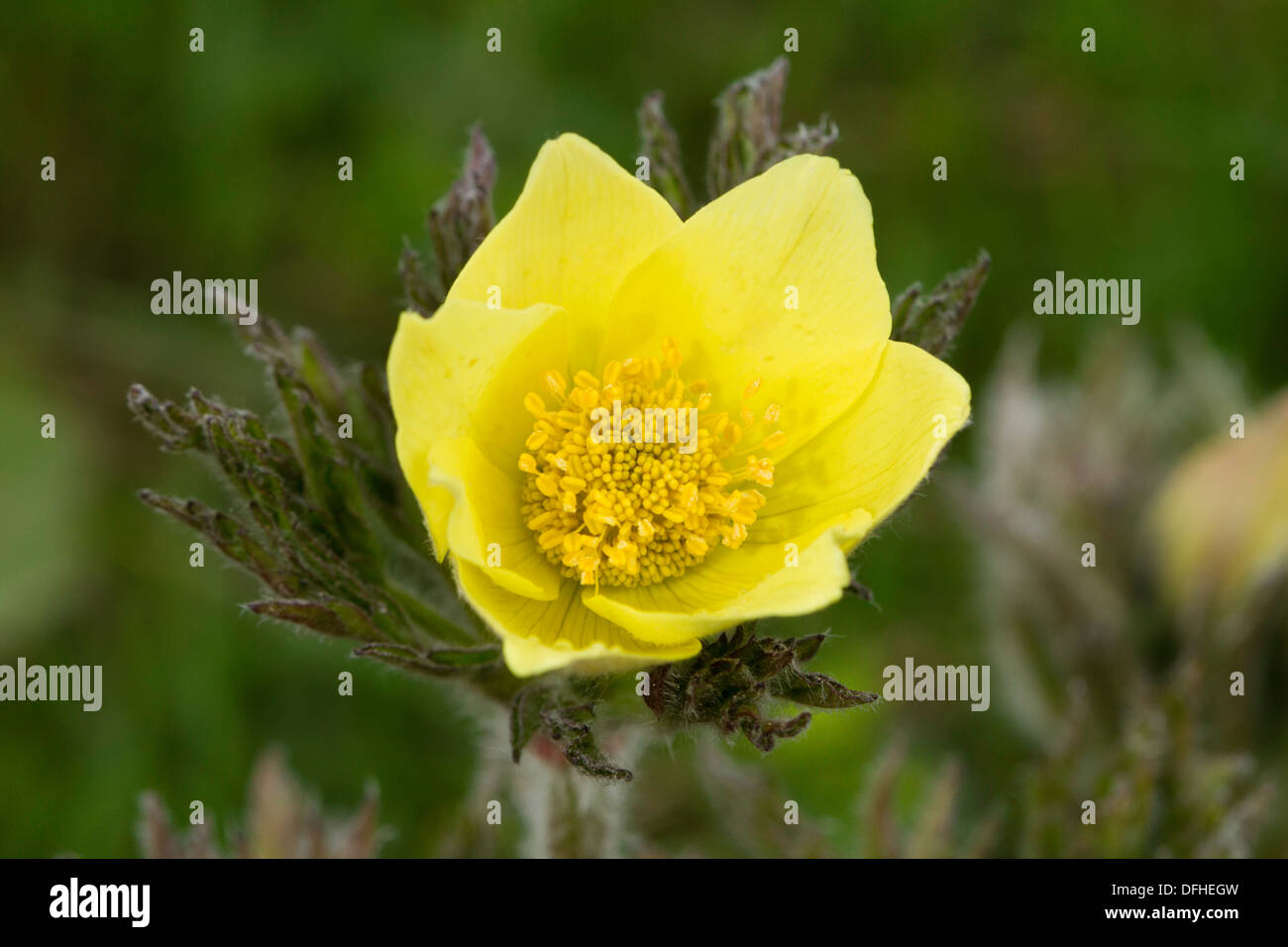 Alpine Pasque Flower (Pulsatilla alpina) Stock Photo