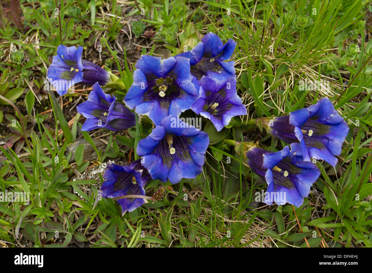 Trumpet Gentian (Gentiana acaulis) flowers Stock Photo