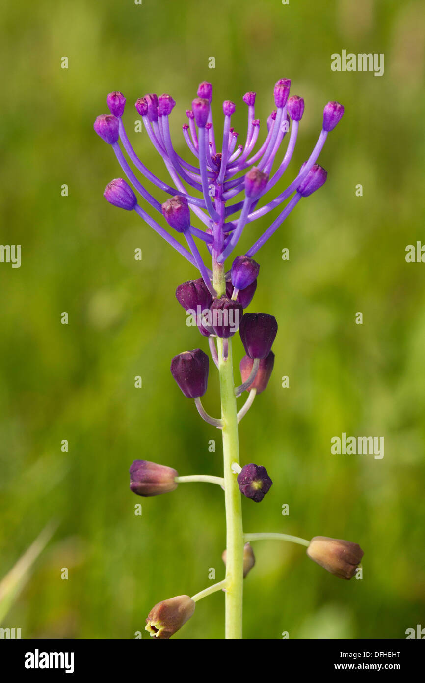 Tassel Hyacinth (Muscari comosum) flower Stock Photo Alamy