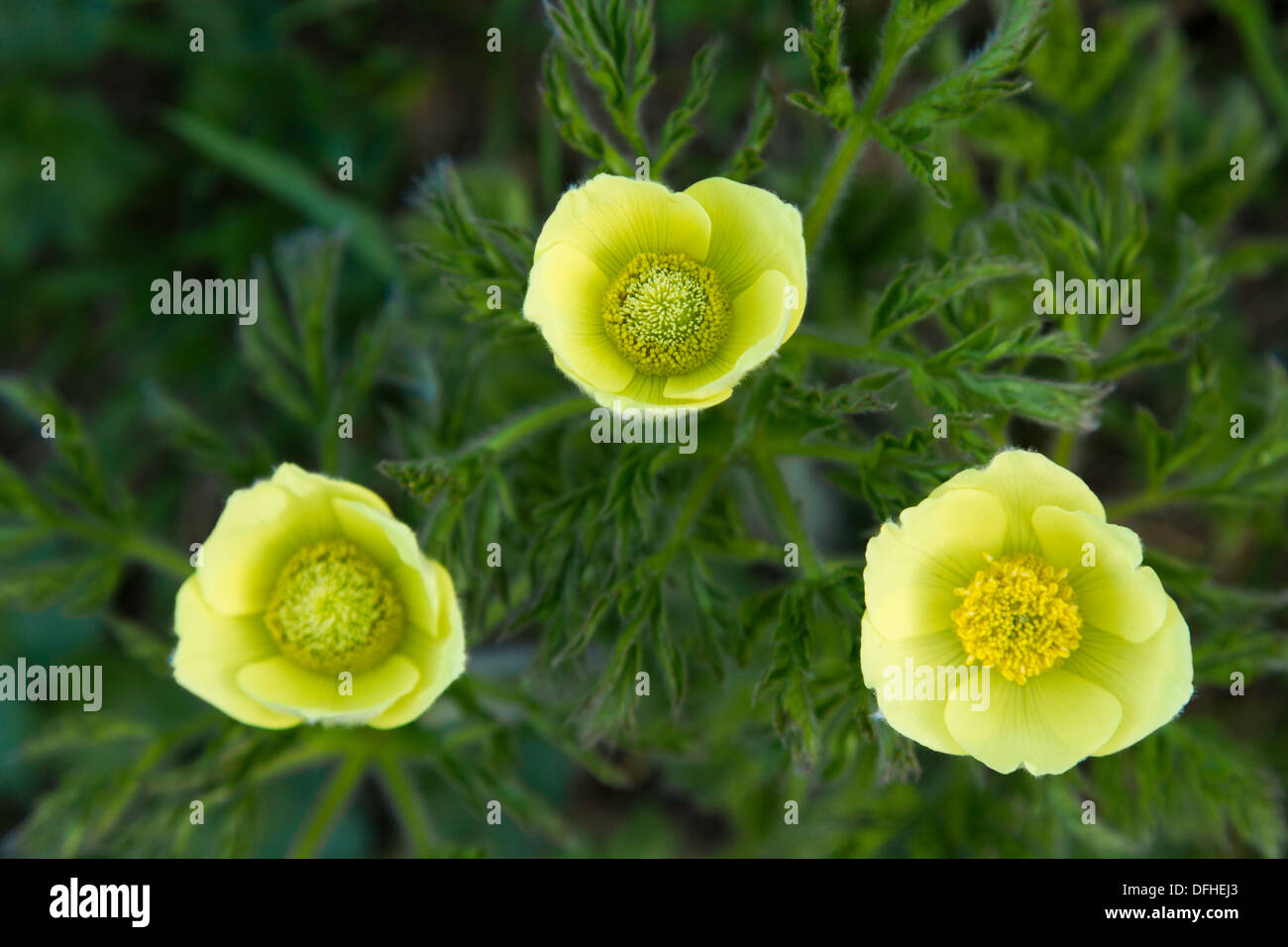 triad of Alpine Pasque Flowers (Pulsatilla alpina) Stock Photo