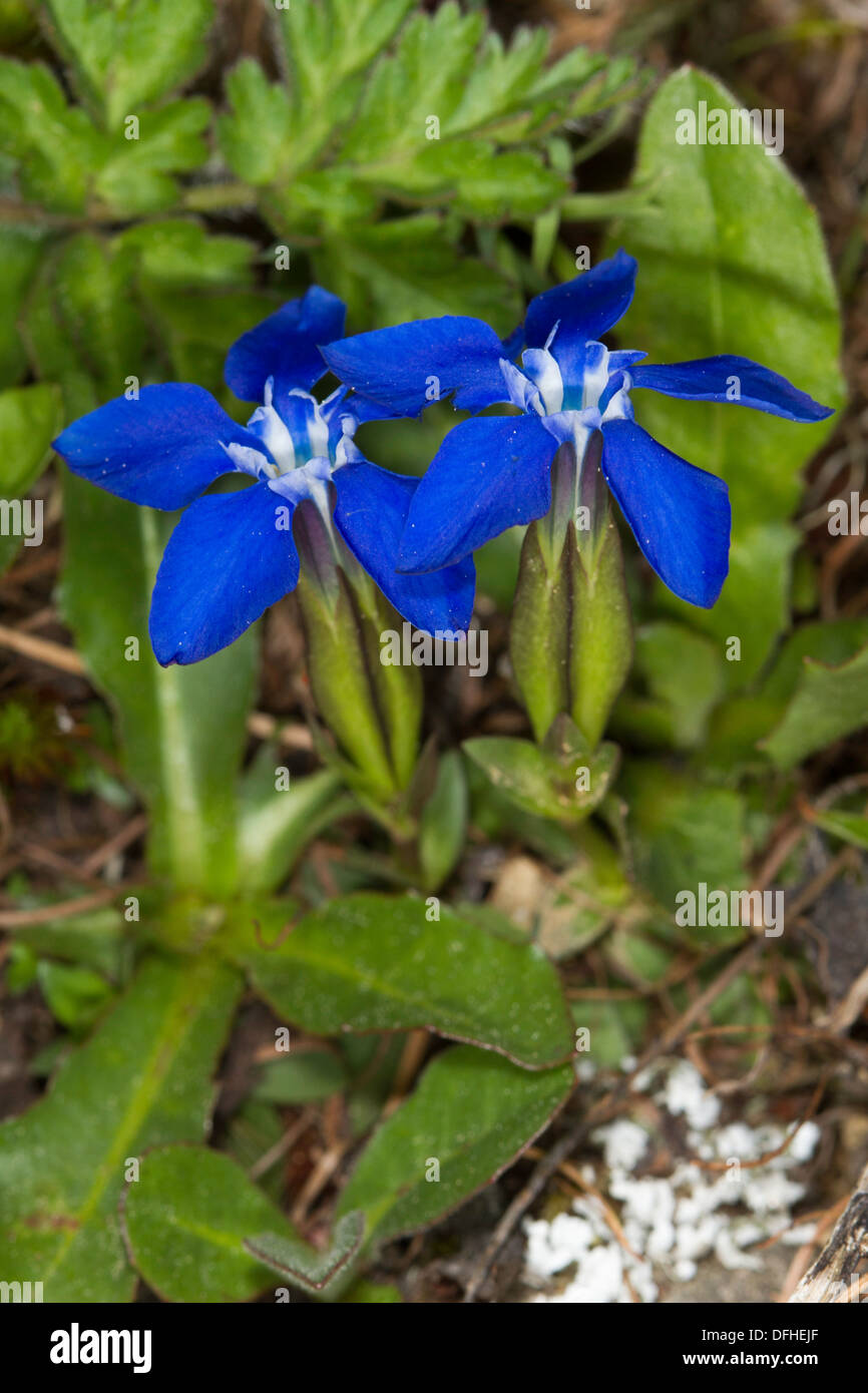 Spring Gentian (Gentiana brachyphylla) Stock Photo