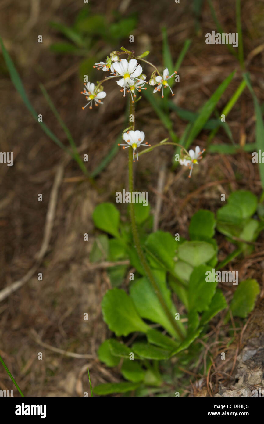 Spoon-leaved Saxifrage (Saxifraga cuneifolia) flower growing in the shade of a conifer woodland Stock Photo