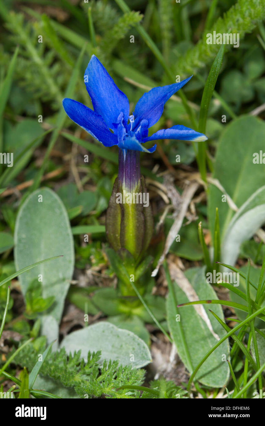 Small-leaved Gentian (Gentiana brachyphylla) flower Stock Photo