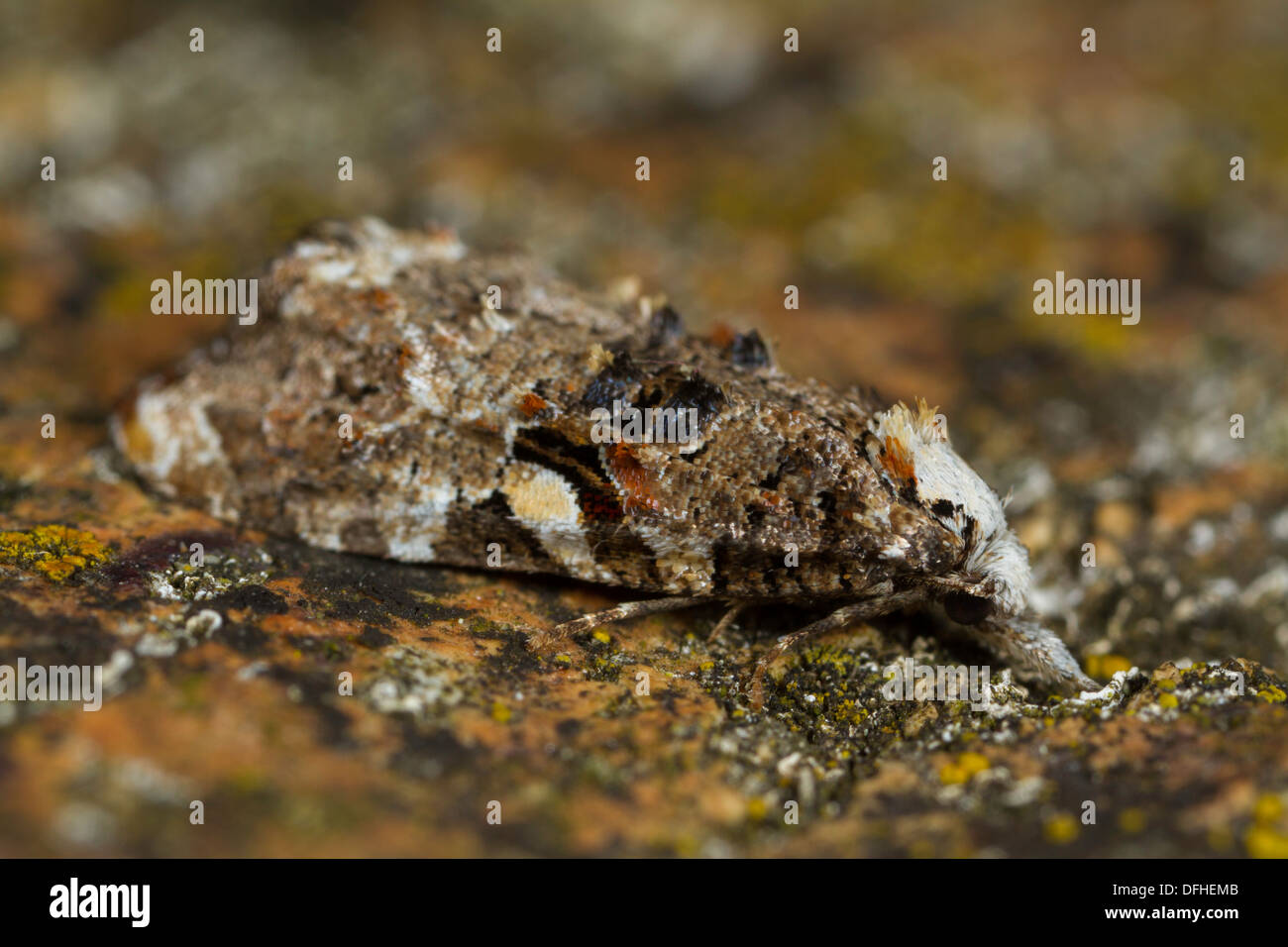 Phtheochroa rugosana moth resting on a lichen-covered stone Stock Photo
