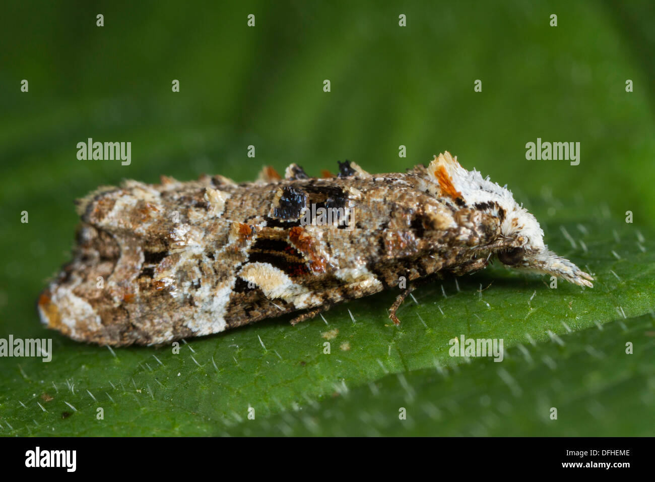 Phtheochroa rugosana moth resting on a leaf Stock Photo