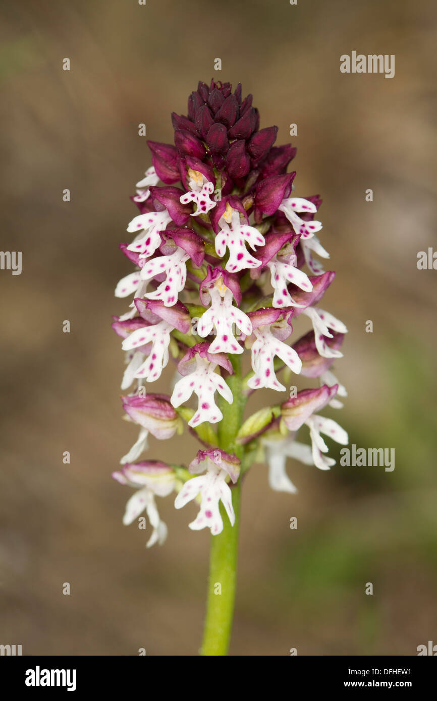 Burnt Orchid (Orchis ustula) Stock Photo