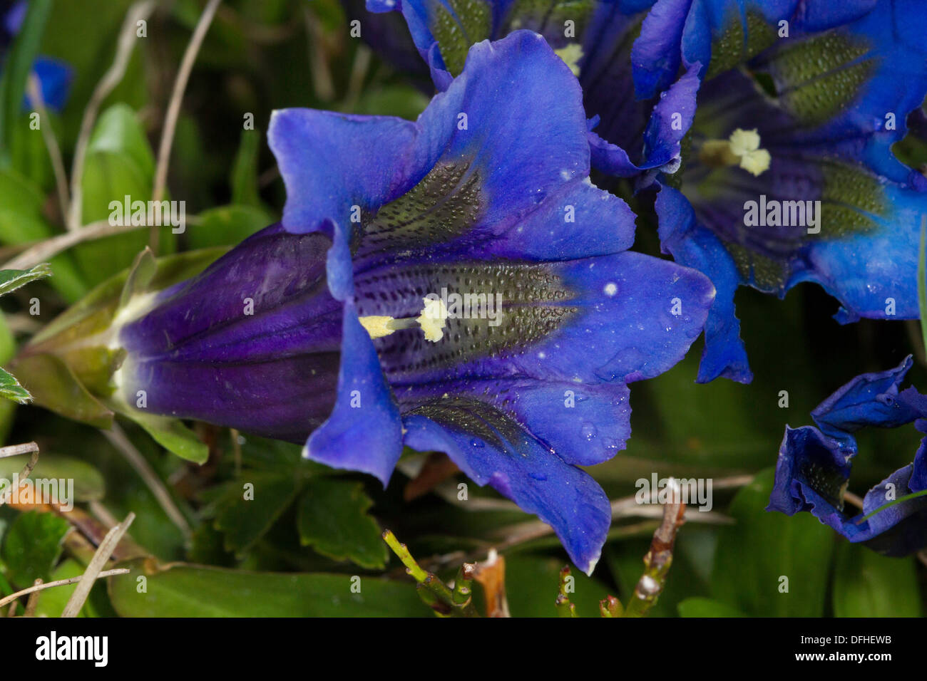 Trumpet Gentian (Gentiana acaulis) flower Stock Photo