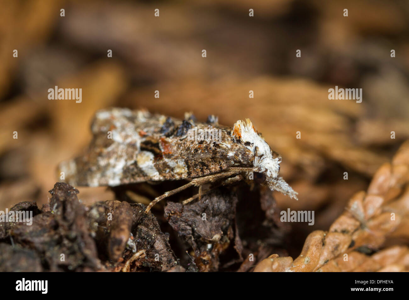 Phtheochroa rugosana moth resting on dead leaves Stock Photo