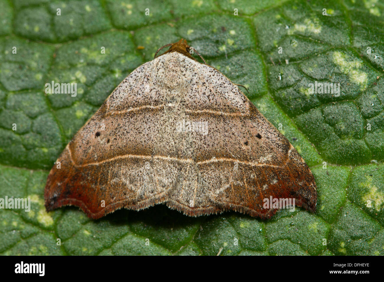 Beautiful Hook-tip (Laspeyria flexula) resting on a leaf Stock Photo