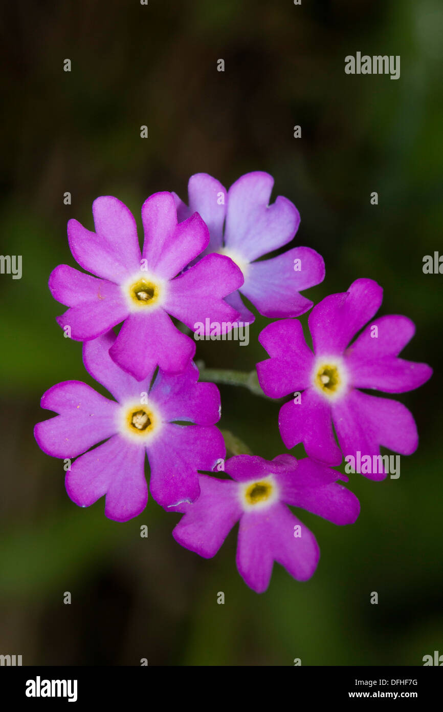 Birdseye Primrose (Primula farinosa) Stock Photo