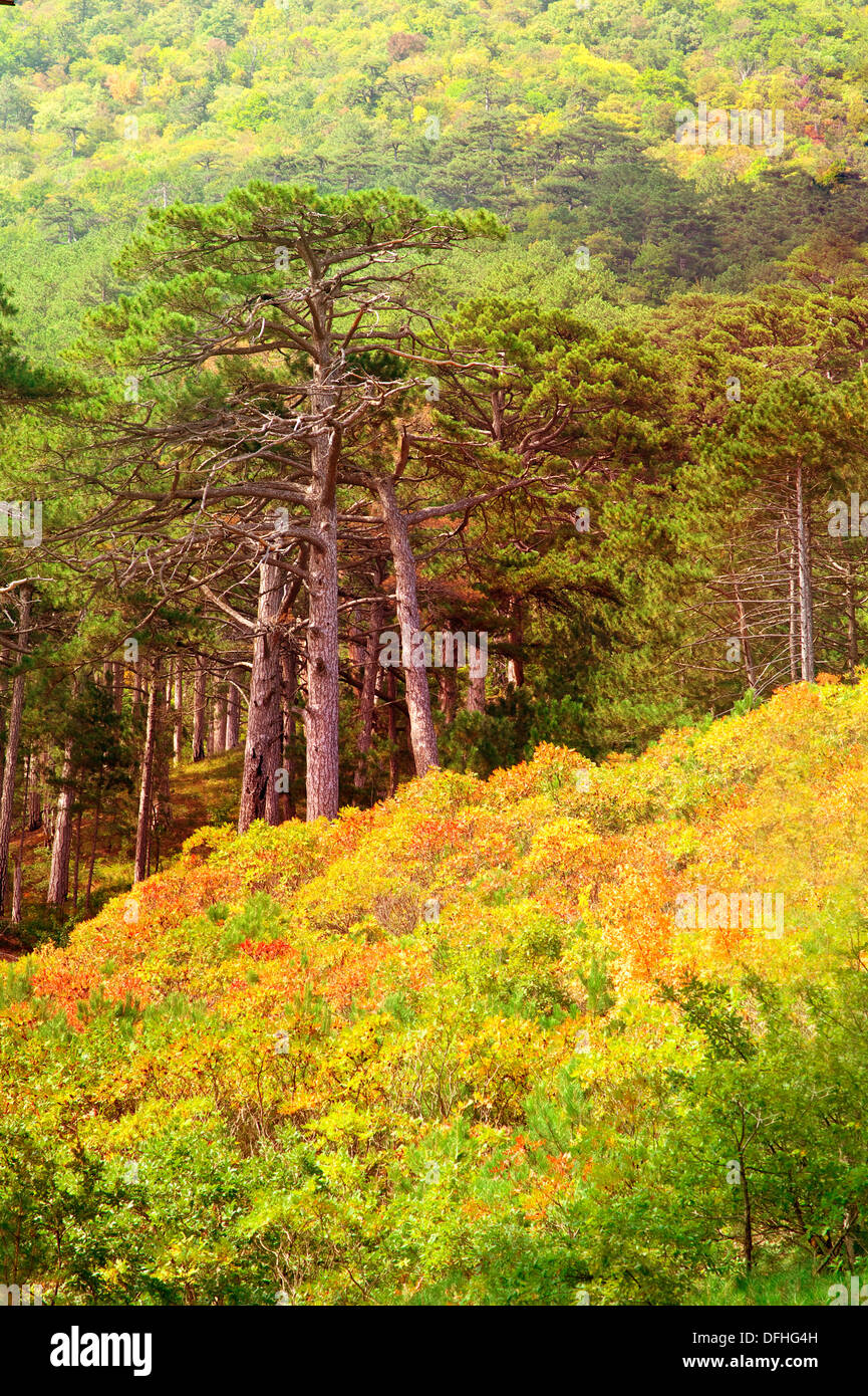 Golden pine tree mountain forest hi-res stock photography and images ...