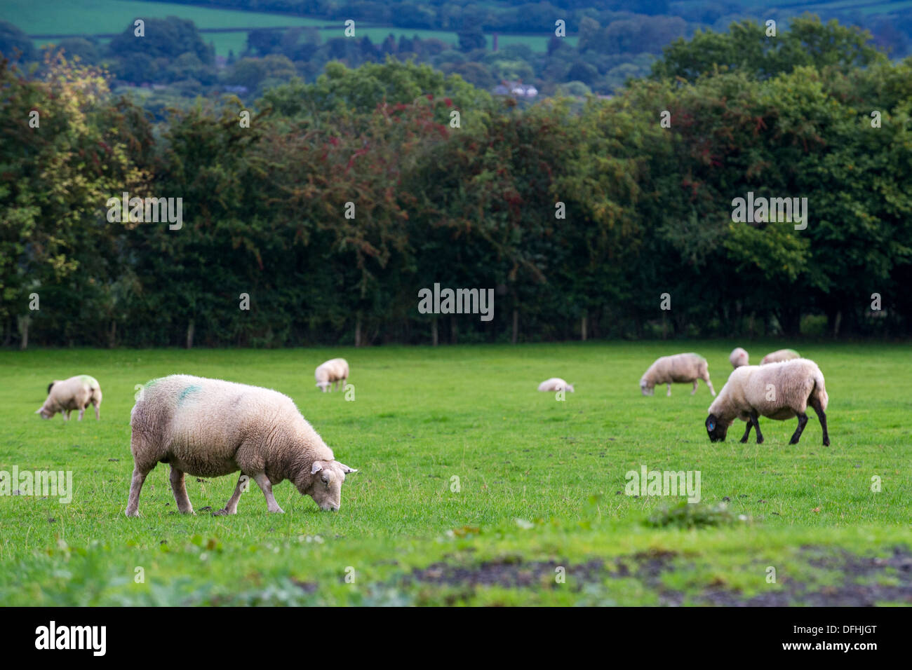 Sheep in a field in mid Wales, UK Stock Photo