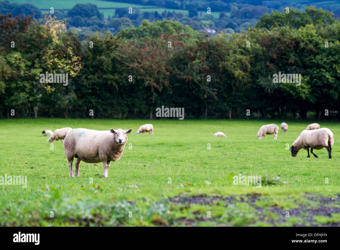 A sheep in a field in mid Wales, UK. Stock Photo