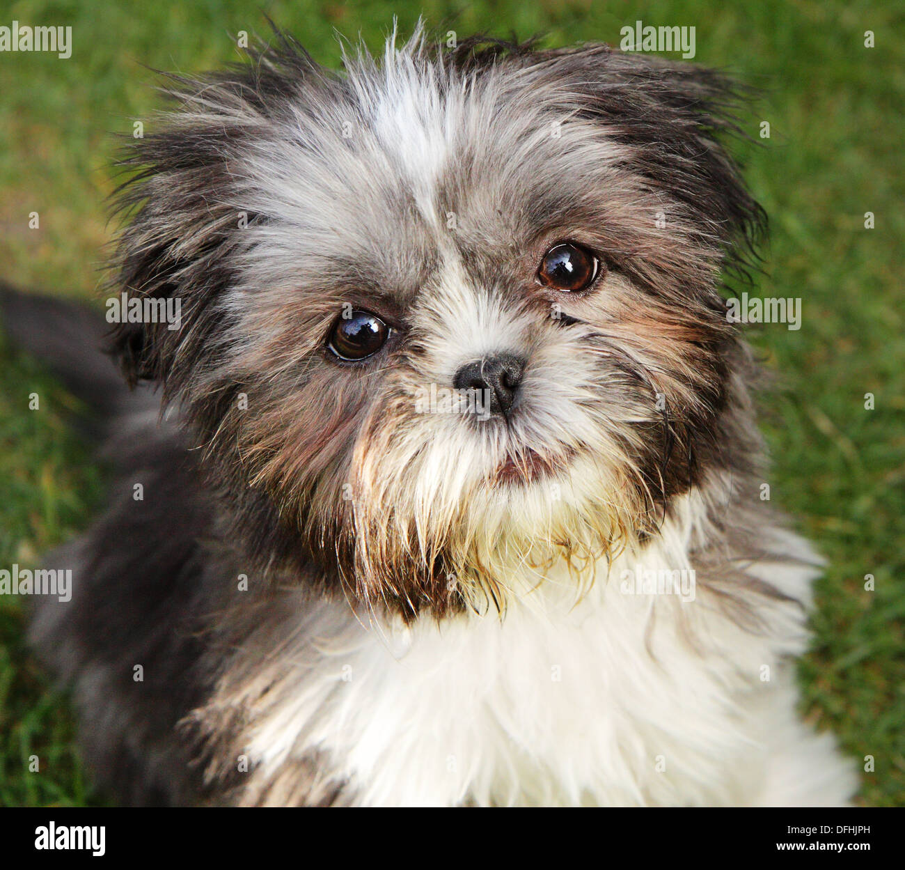 miniature shih tzu puppy