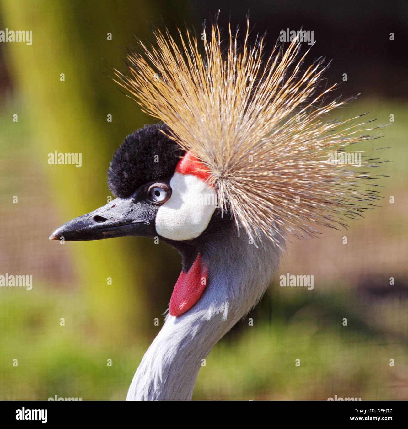 Close up of a Crested Crane the National Bird of Uganda Stock Photo