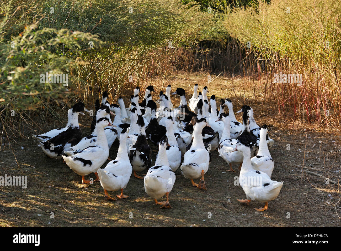 Domestic ducks hires stock photography and images Alamy