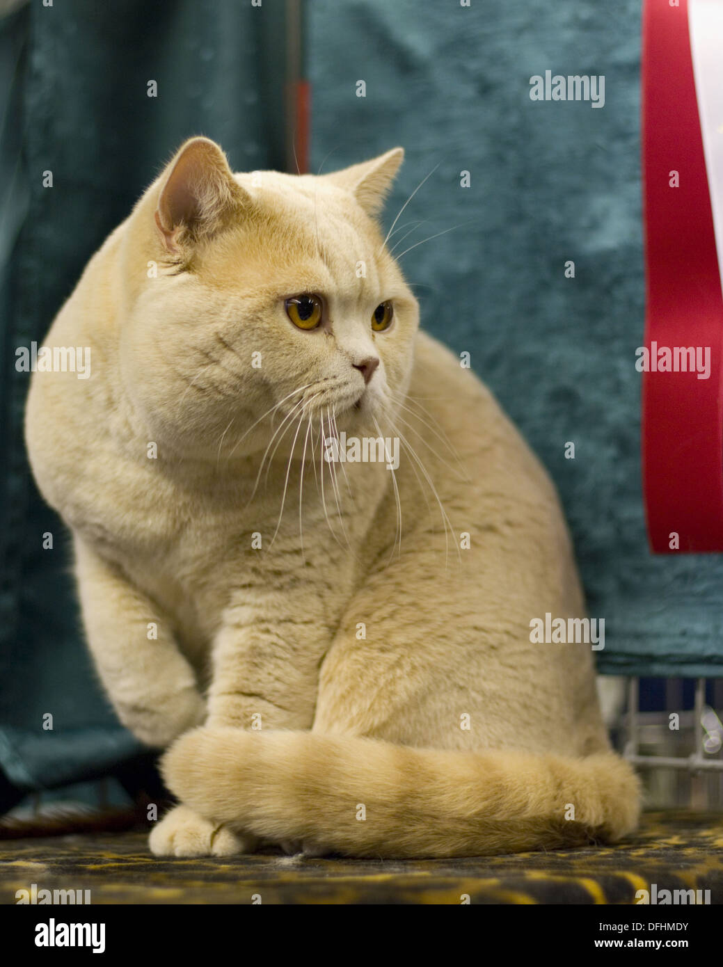 FIFe International Cat Show in Hamburg, Germany 2009 British Shorthairl