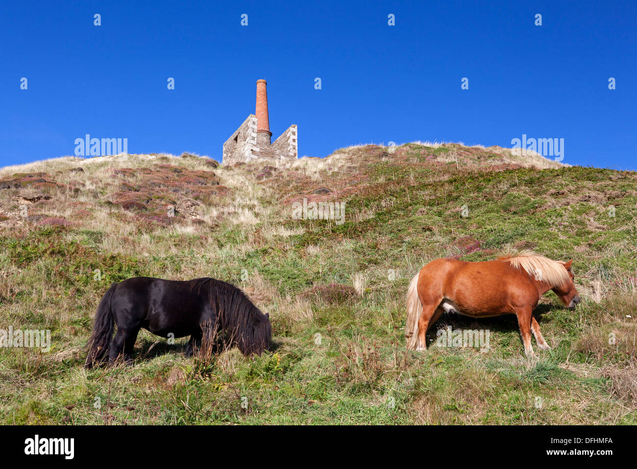Ponies grazing on the cliffs at Rinsey Head, Cornwall Stock Photo