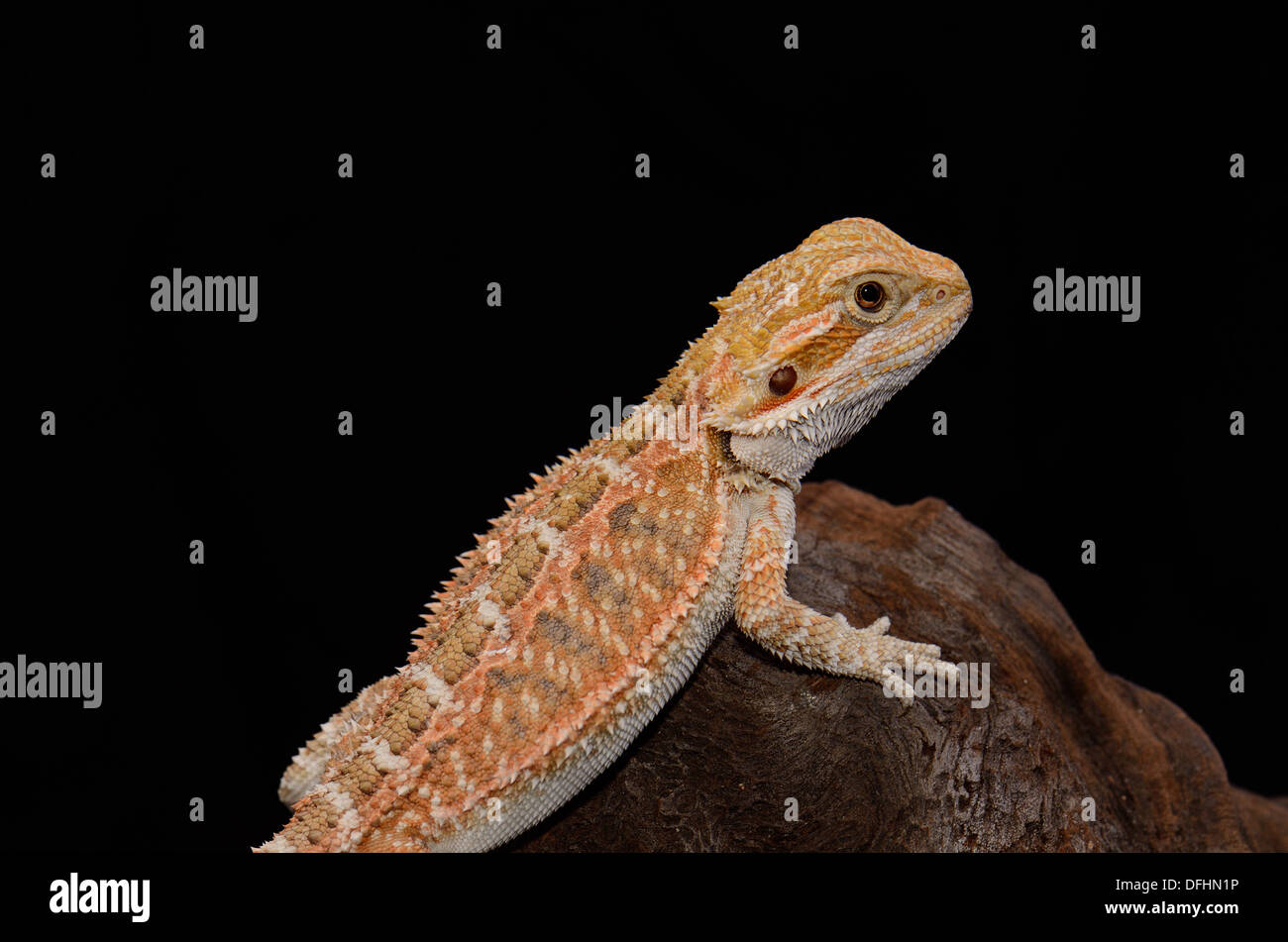 beautiful young normal phase bearded dragon (Pogona vitticeps) Stock Photo