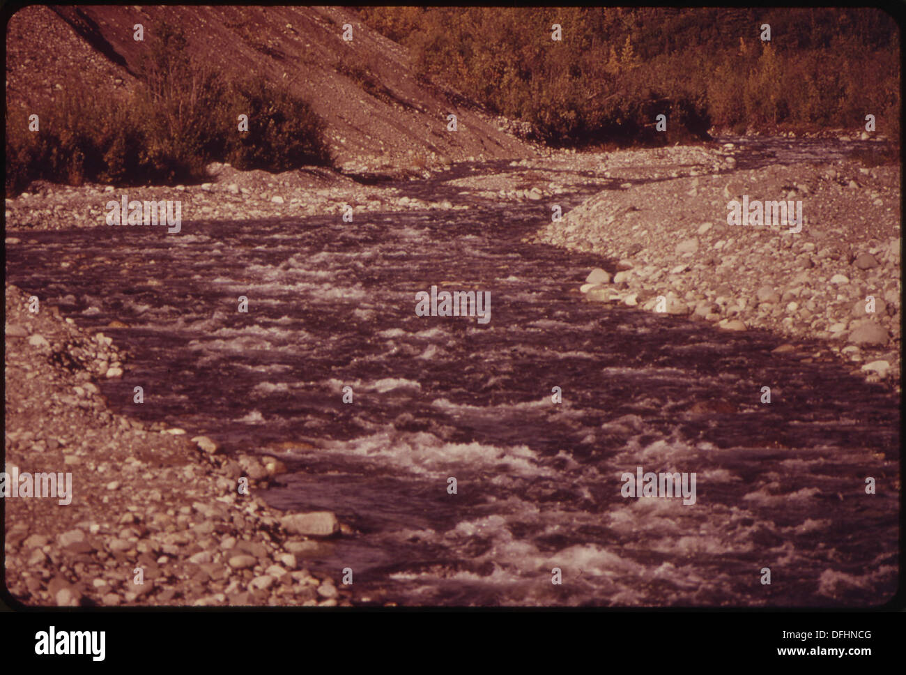 GULKANA RIVER. SALMON SWIM MORE THAN 200 MILES UP THE COPPER RIVER FROM PRINCE WILLIAM SOUND TO