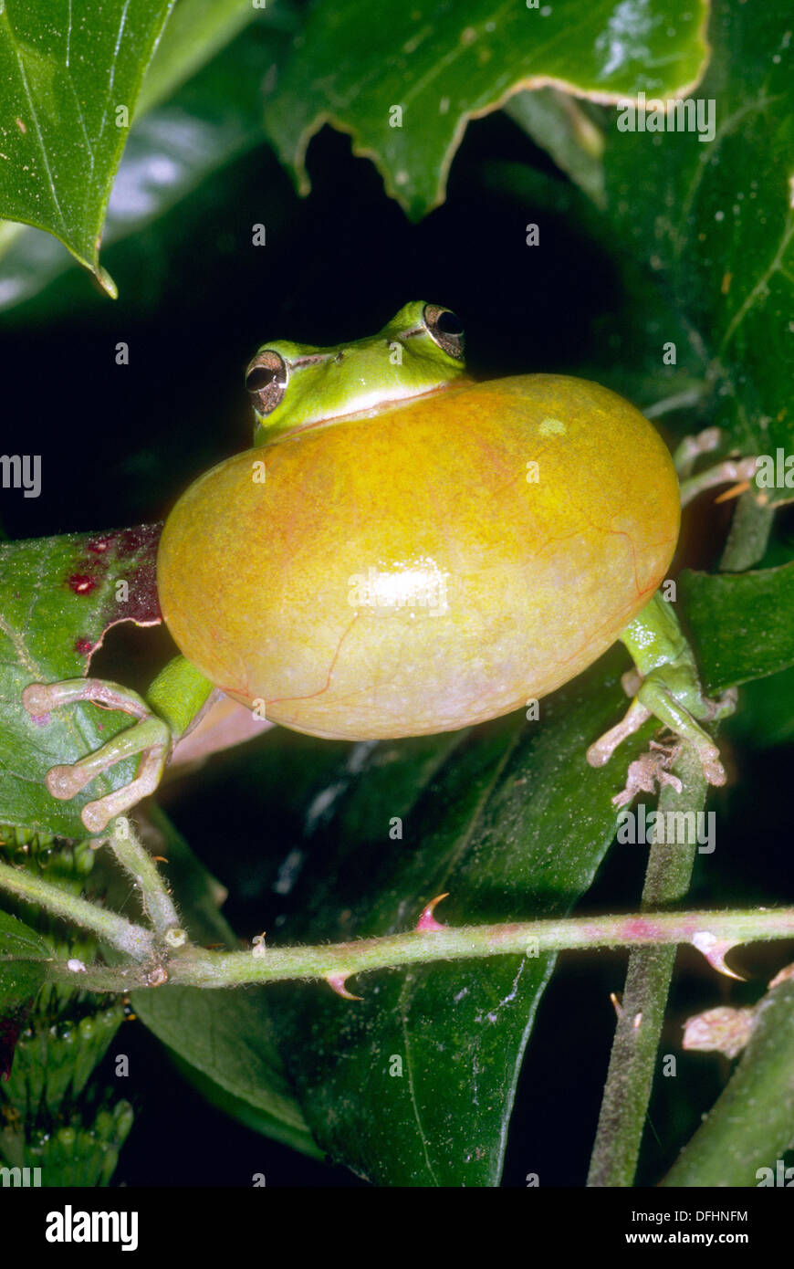 Stripeless Tree Frog (Hyla meridionalis), male croaking Stock Photo Alamy