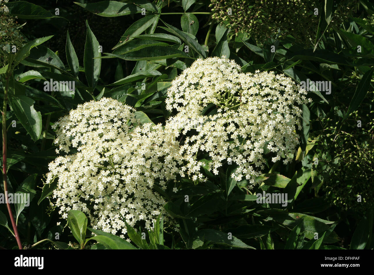 small bunches of white flowers on a tree in cotacachi ecuador DFHPAF