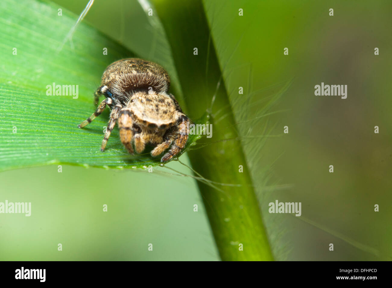 Jumping Spider from Skudup, Kuching, Sarawak, Malaysia Stock Photo Alamy
