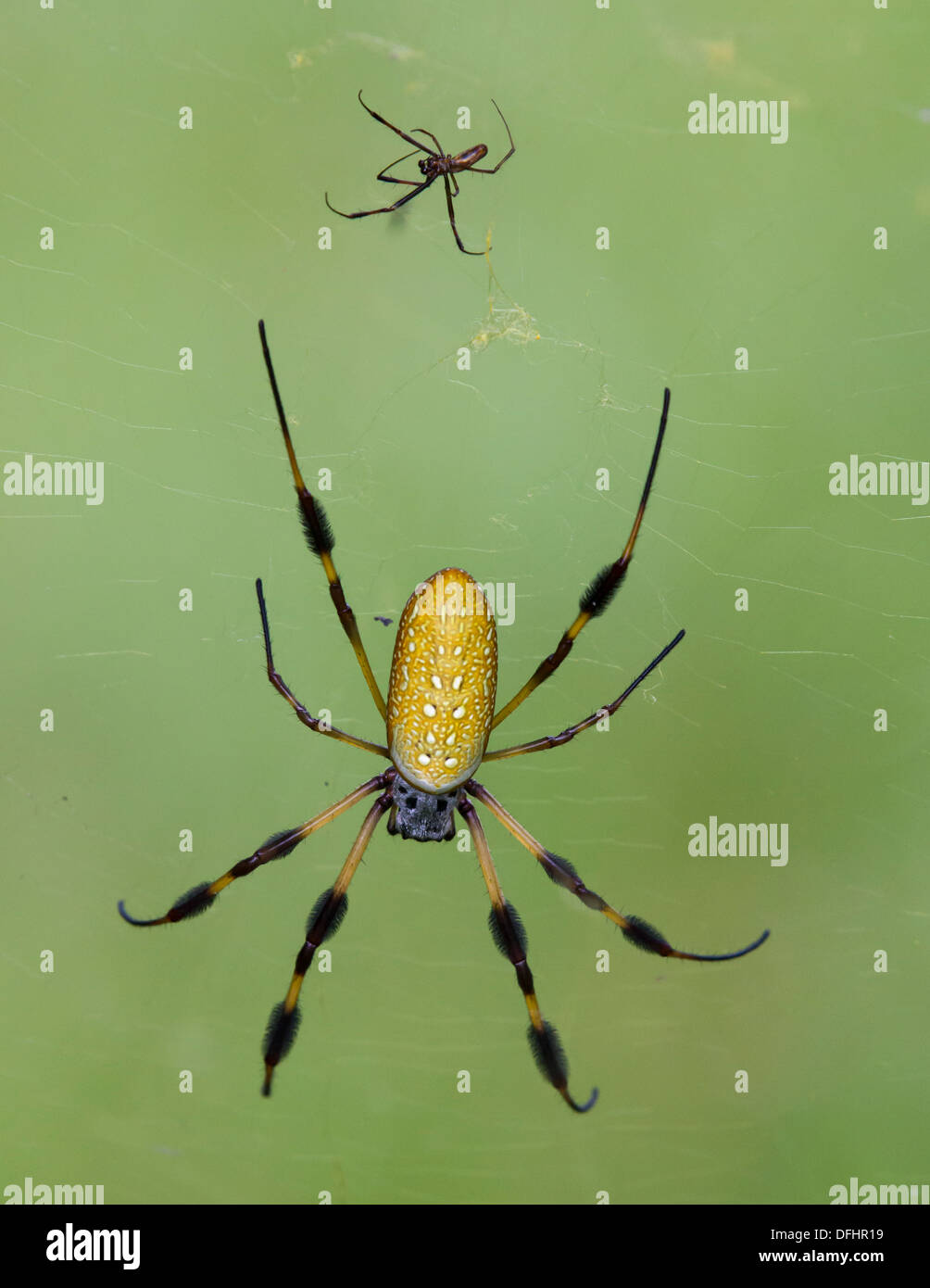 Male And Female Golden Orb Weaver Spiders On Spiderweb Stock Photo