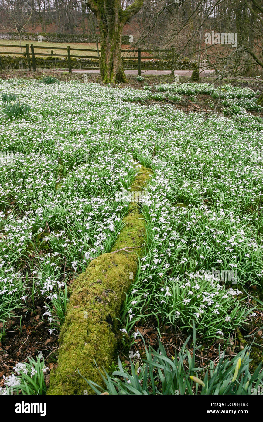 Flowering Galanthus (Snowdrops) Stock Photo