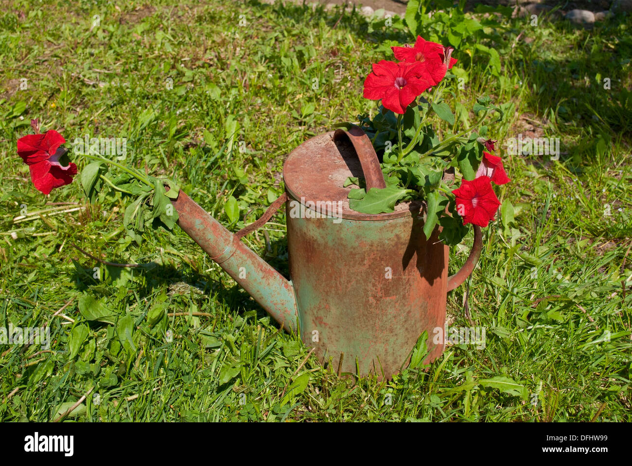 the composition of red flowers in the old rusty watering can DFHW99