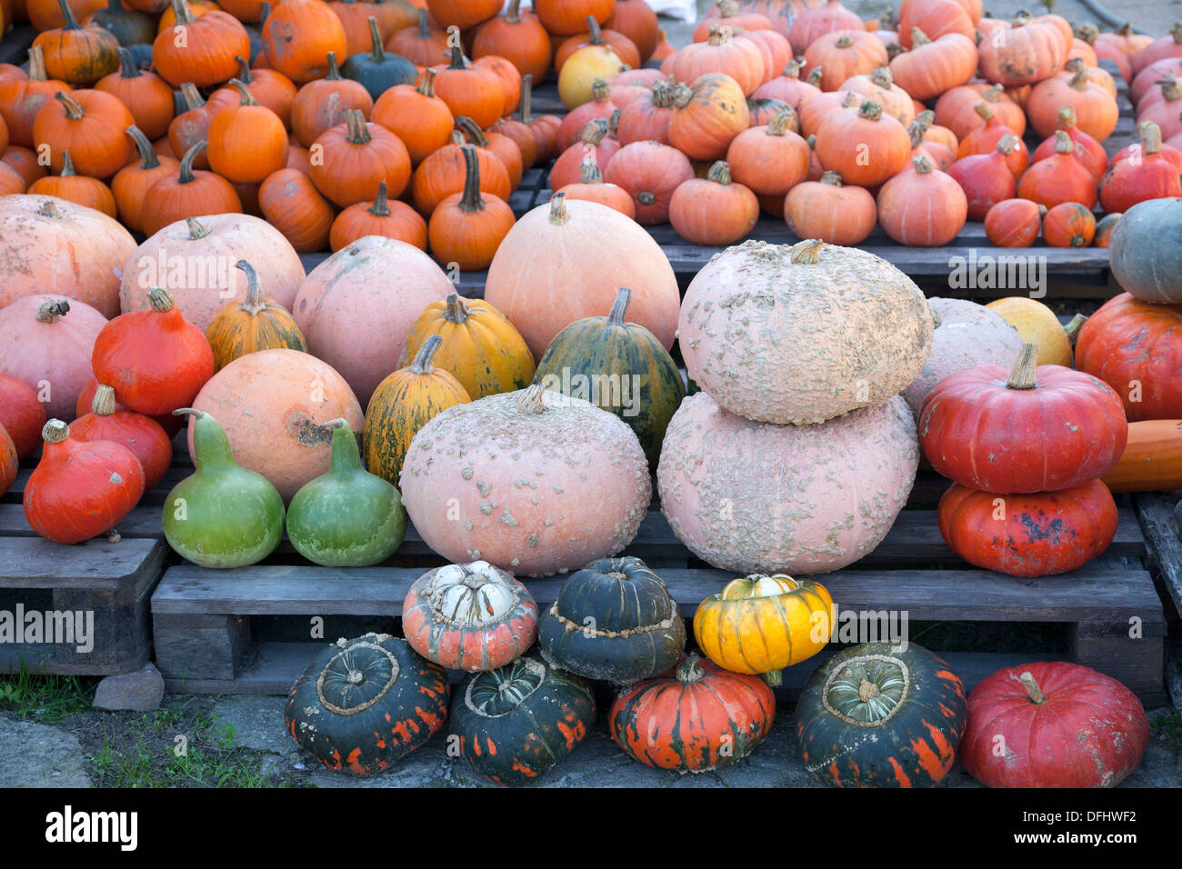 Pumpkins and squashes Stock Photo