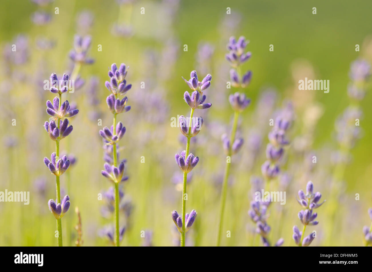 Lavender flowers bloom summer time Stock Photo Alamy