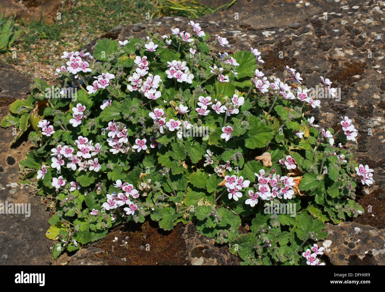 Storksbill 'Sweetheart', Stork's Bill 'Sweetheart', Heron's Bill 'Sweetheart', Erodium pelargoniiflorum, Geraniaceae. Turkey. Stock Photo