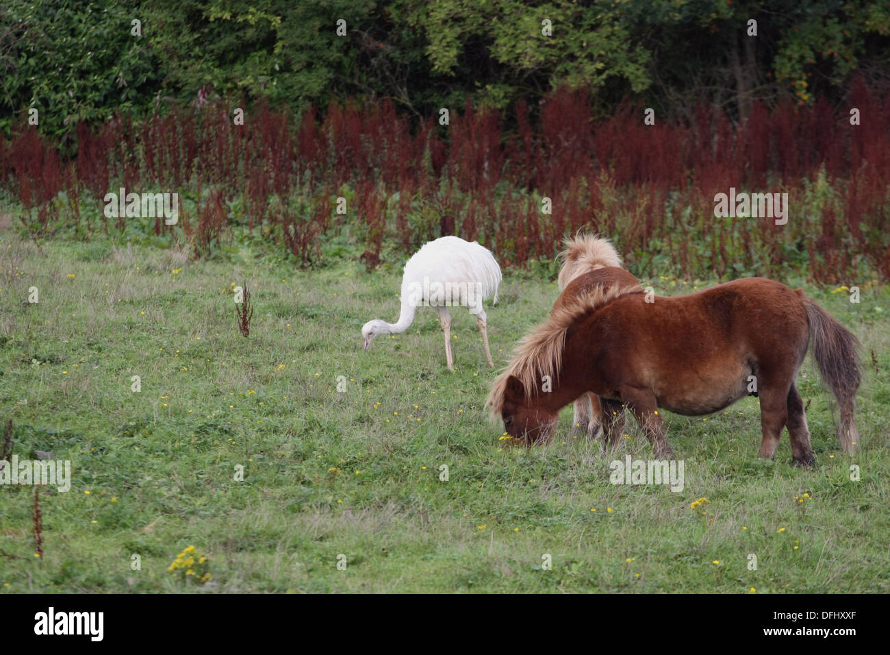 Insch, Scotland, UK. 5th October 2013. Unusual sight, living in a field near Insch, Scotland. A White Emu and horses happily eating together. Credit:  Malcolm Gallon/Alamy Live News Stock Photo