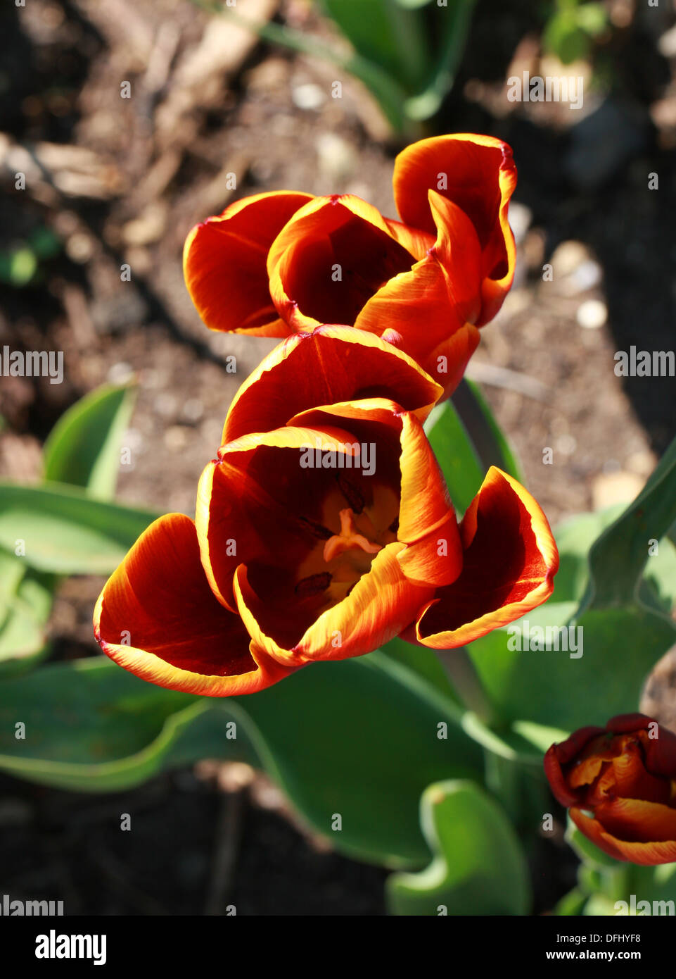 Red and Yellow Tulips, Tulipa sp., Liliaceae. Stock Photo