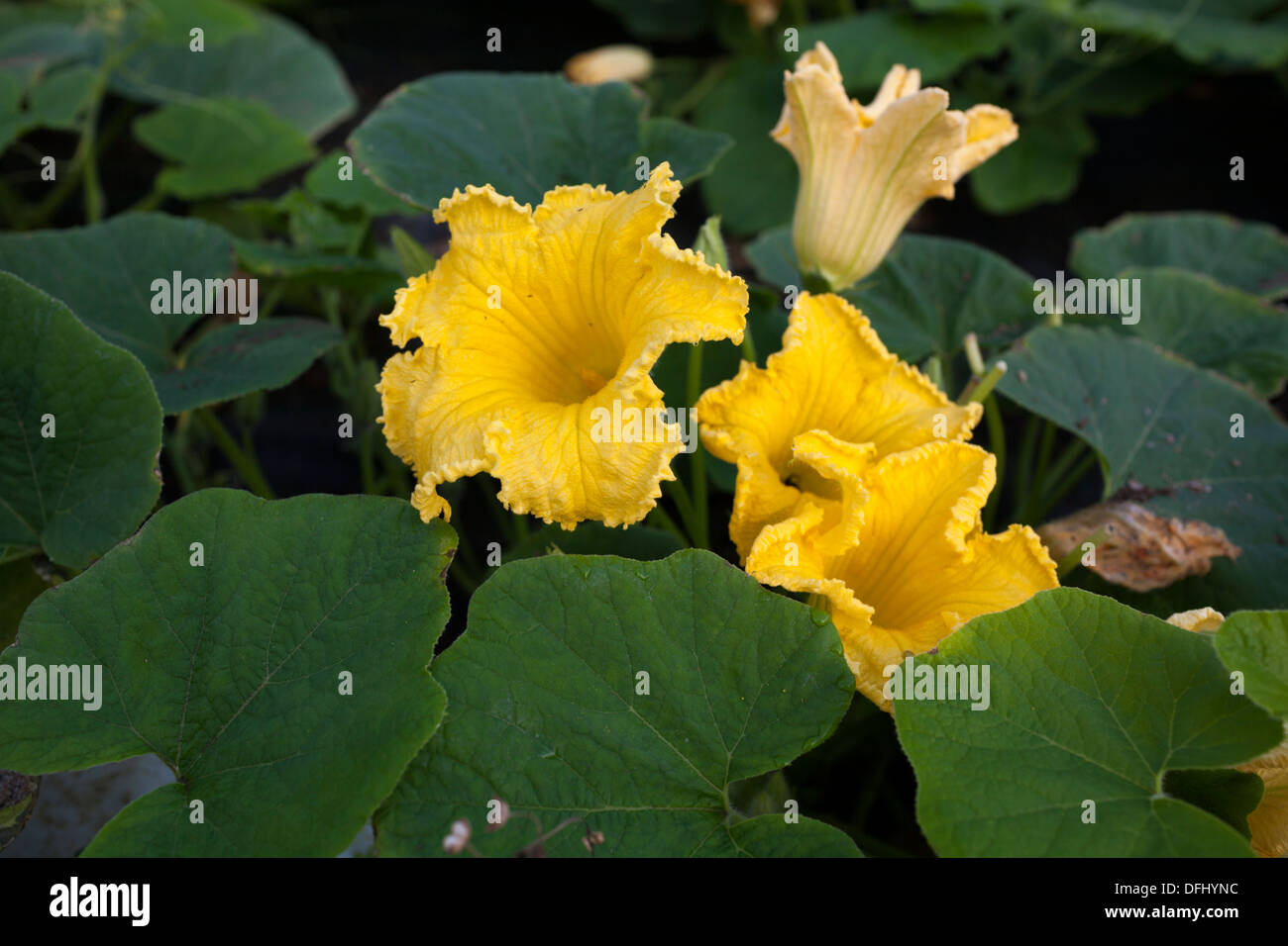 Courgette plants uk hires stock photography and images Alamy