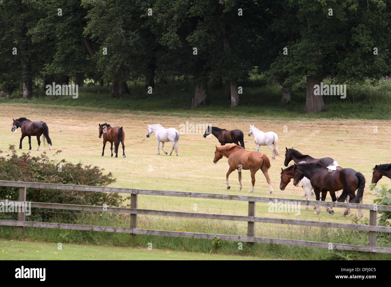 Horse roaming free in a field Stock Photo